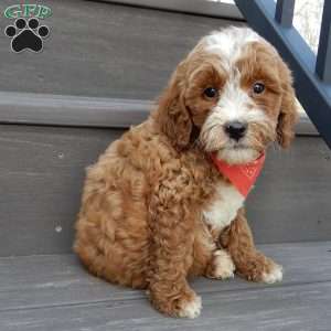 Tucker, Mini Goldendoodle Puppy